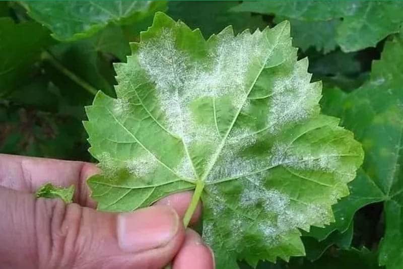 What're Symptoms of Powdery Mildew on Plants Dora Agri