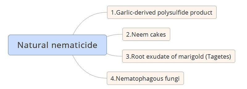 Damages of nematodes on turf
