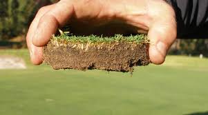 Damages of nematodes on turf