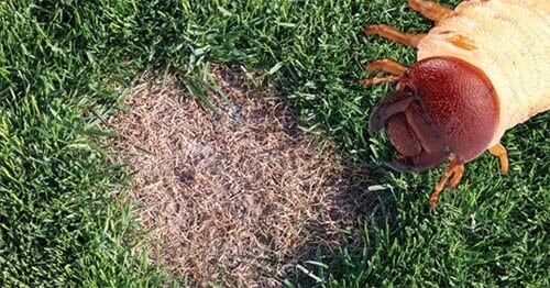 Damages of nematodes on turf
