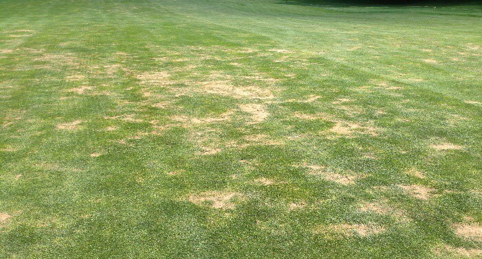 Damages of nematodes on turf