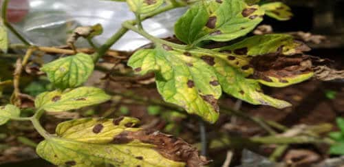 root-knot-nematodes on leaf