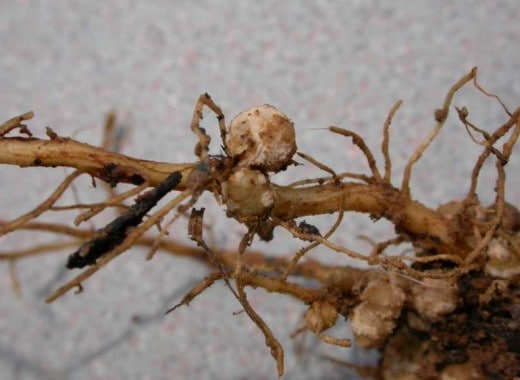symptoms of root-knot nematode