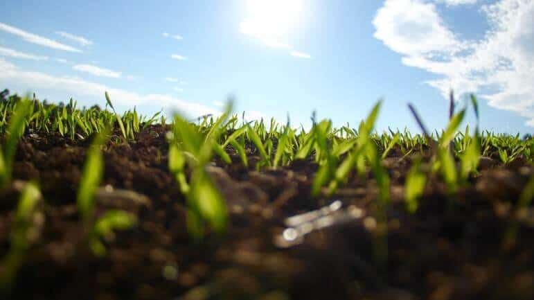 seaweed-fertilizer-for-soil