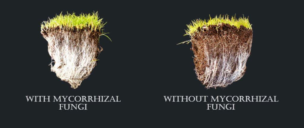 mycorrhizae fungi