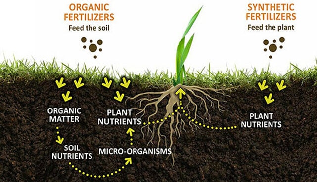 Organic matter for lawn