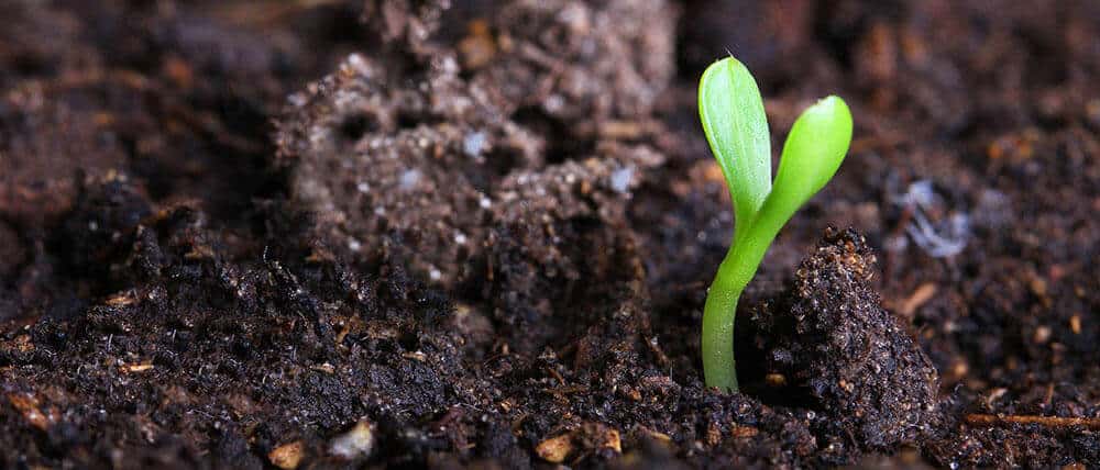 organic fertilizer for plants